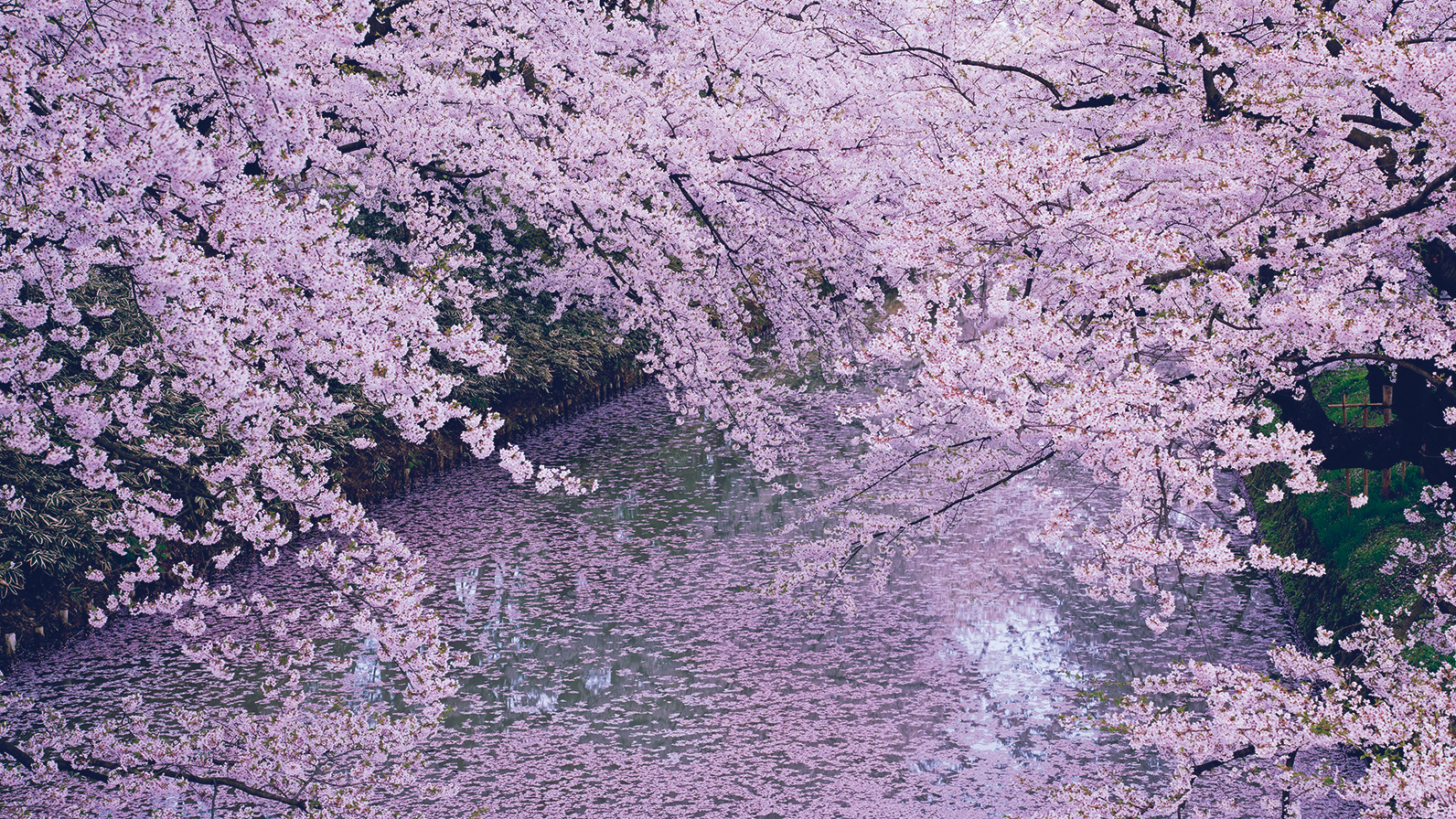 アウター 森田賢、【桜咲く】、希少画集画、風景、自然、さくら、桜