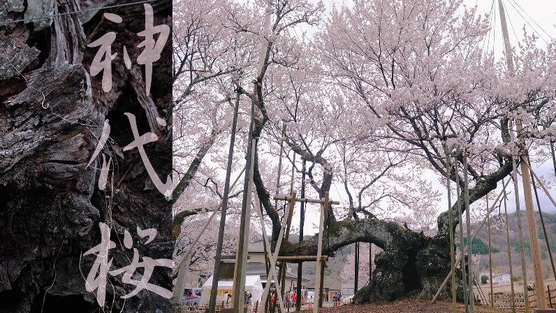 樹齢2000年、日本最古と言われる「神代桜」。生と死、桜と空が溶け合う
